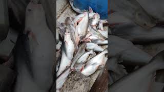 Loại mồi câu cá basa thu hoạch cao#shorts #fishing #fish #cauca