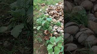 கத்தரிக்காய் நாற்று #shortsfeed #viralshort #gardening #homegarden #