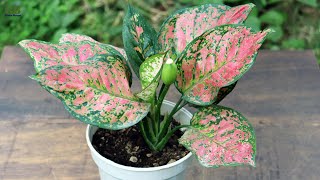 Aglaonema or chinese evergreen propagation and care tips