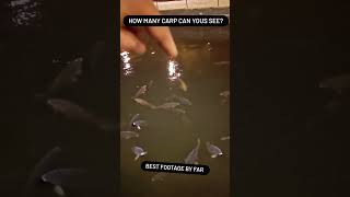 epic footage of loads of Carp #carp #fish #london #shorts #carpfishing #mirrorcarp  #monstercarp