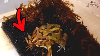 ASMR | Pacman Frog eating cricket 🦗 | Live feeding 🛑⚠️