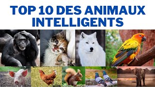 Top 10 des animaux intelligents