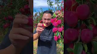 Awesome crab apple fruit tree #fresh #apple #satisfying #harvest