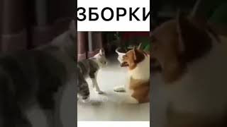 РАЗБОРКИ КОТА И СОБАКИ ПРИКОЛЫ ДО СЛЁЗ🤣🤣🤣🤣