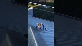 Cat on a hot tin roof. 8 lives left! #shorts #roof #roofer #roofing #roofershelper #cat