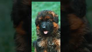 German Shepherd Cute Puppies #Shorts #viral