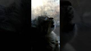 Cat yelling at birds