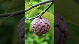 How to tell when your Sugar Apple is ready to be harvested #shorts #gardening