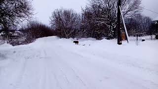 Кабан в городе