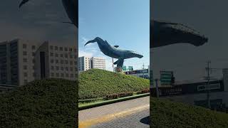 Escultura, ballena Jorobada, Puerto Vallarta Jalisco