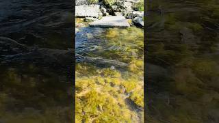 Last journey upstream. Salmon run 2024 #salmonrun #fishvideos