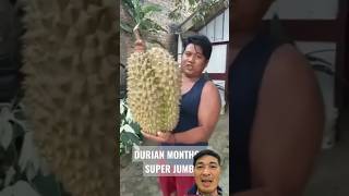 Sầu riêng "heo" #saurieng #durian #durianlover #duriantraveler #fruit #harvesting #farming