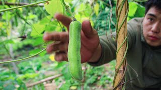 Собираем домашнюю стручковую фасоль, жарим с маринованным перцем, вкусно!