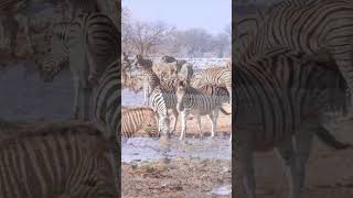 Kudu at Etosha National Park, Namibia.