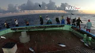 Di sore hari ganas” nya ikan cakalang menyerang pasukan pemancing . Skipjack tuna japan