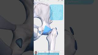 Visual Anatomy 3D - Facts about the Ischiofemoral Ligament