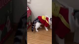 CUTE AND FUNNY CATS.