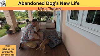 Living in Thailand Abandoned Dog