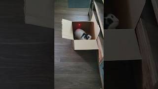 a cat a laser and a box #cats #funnycats #pets #cute