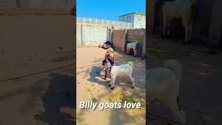 Billy goats love || desert Thar || #goat #goatbaby #goatfarm #goats #goatlovers #goatsimulator