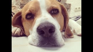 Funny Beagle