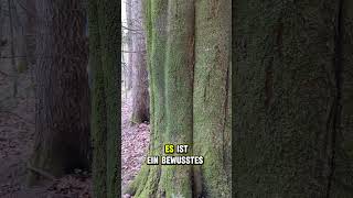 Stress abbauen im Wald: Die Kraft der Bäume nutzen. Waldatmen in Zürich