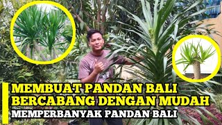 Cara Pandan Bali Bercabang #PandanBali #tanamanhias