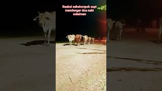 MasyAllah sapi ini berhenti berjalan ketika mendengar doa ini #videoshorts .