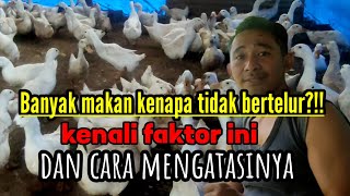 Banyak makan kenapa tidak bertelur?!!kenali faktor ini dan cara mengatasinya