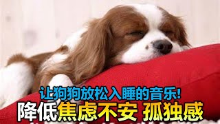 🐶【狗狗也爱听音乐! 毛孩摇篮曲】8小时让狗狗深度放松的音乐🐶小狗安眠音乐 宠物疗愈音乐  🎵🎶  放松毛孩子的心情，降低焦虑和紧张情绪  放松你的狗狗  睡眠音乐 安抚放松你的狗狗