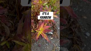 What is this thing #Subscribe  #Outdoors #Nature #Rainbow #Autumn #Shorts #iPhone16pro #Babymomma