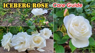 How to Grow and Care For Iceberg ROSE | Iceberg Rose Transplantation Update (冰山月季玫瑰开爆了!)