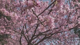 Sakura Tokyo 東京 さくら