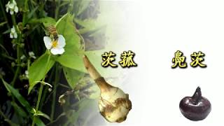 草語 #茨菰 Sagittaria (下) —— “茨菰”、“鳧茨”、“茨實”之猜想