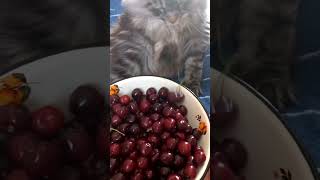 Мэйнкун и черешня 🍒 #мэйнкун #лето #волгоград