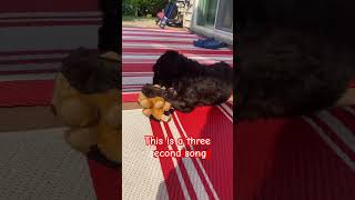 This is a three second song #dog #funny #puppy #pets #cute ￼