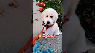 Avery’s video deleted! 😢🐾🥰 #oopsie #dog  #youtubeshorts