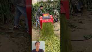 Alat untuk menggiling pohon jagung