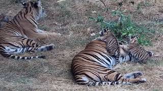 Our adorable Sumatran tiger cubs have been having lots of fun in their paddock