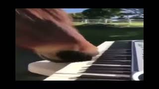 Horse plays piano