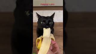 Funny cat videos 🤣📷 #cat #catlover #funnycat #shortvideo #shortsfeed #shorts EPISODE 1534