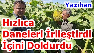 Ayçiçeğinde  Dane Büyütme - İç Doldurma - Ayçiçeği Damlama Gübreleme - Damlama Gübresi - Malatya