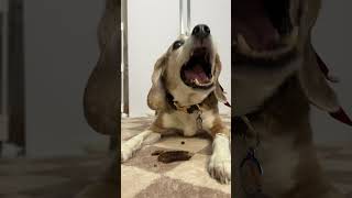 Rescue Dog Enjoys A Treat! ASMR