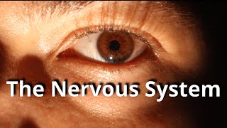 The Nervous System - Physiology basics