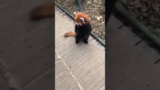 Red Panda