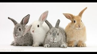 Diseases of Rabbits