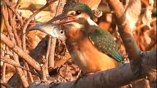 カワセミ　夕暮れに捕食する。　　アオサギ　ダイサギ　キジバト　バン　オオバン　モズ　コガモ　カイツブリ