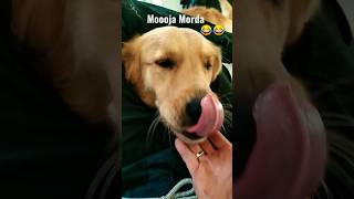 #subscribe #like #dog #funny #video #happy #golden