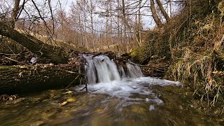 Winter Walking and Exploring Burger Park in Pankow, Berlin || Small Stream with Beautiful Ducks