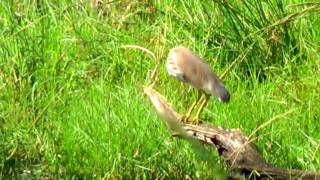 Pond-Heron, Javan - Ardeola speciosa